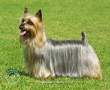 Australian Silky Terrier 9R020D-199